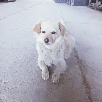 سگ پامرین روباهی آروم و بی سرو صدا