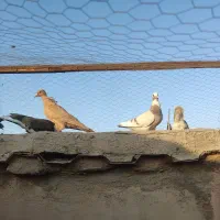 کفتر|پرنده|کرمان, |دیوار