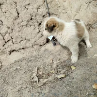 توله سگ نرو ماده