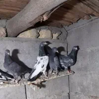 کفتر پاکستانی|پرنده|میناب, |دیوار