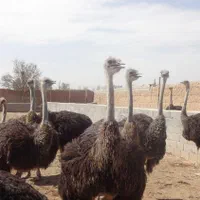 مجموعه آموزشی وخدمات شترمرغ دکتر افشین نصر