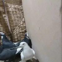 کفتر پروندنی