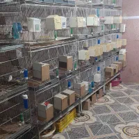 فروش انواع فنج دیوار صورتی