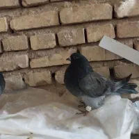 سرور بلند|لوازم جانبی حیوانات|یزد, |دیوار