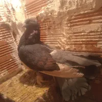 کفتر|پرنده|بومهن, |دیوار