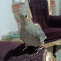 عروس هلندی ماده