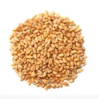 گندم حلیم درجه یک