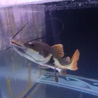 آکواریم ماهی