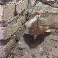 کبوتر قیمت مناسب