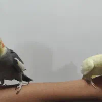 فروش عروس هلندی جفت ، دستیه دستی