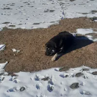 توله سگ محلی|سگ|هیر, |دیوار