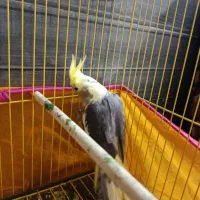 فروش عروس هلندی