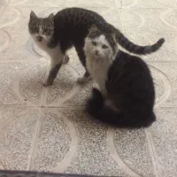 دوعدد گربه کاملن خانگی بدلبرو وبی خطر نژاد دار