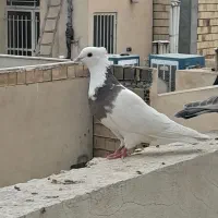 کبوتر