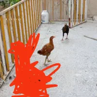 جوجه مرغ و خروس لاری دونه ای ۱ و ۵۰۰