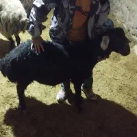 بره قوچ چال افشار لخت