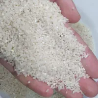 برنج سرلاشه(نیم دانه)دره رود|خوردنی و آشامیدنی|چهاردانگه (آذربایجان), |دیوار