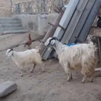 بز‌بازغاله‌ماده‌عالی‌جوان