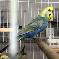 مرغ عشق رینبو