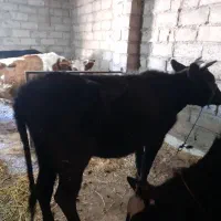 گاو گیل دورگ|حیوانات مزرعه|رشت, بازار|دیوار