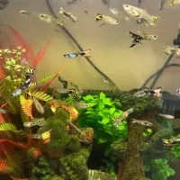 ماهی گوپی ارزان در سایزهای مختلف|ماهی|تهران, صفا|دیوار