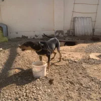 سگ دوبرمن|سگ|مهدی شهر, |دیوار