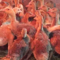 انواع جوجه غاز و قو غاز و اردک و تخم نطفه دار