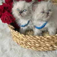 حر آ ج بی تکرار فقط در کلبه گربه های Hypercat|گربه|تهران, فرحزاد|دیوار