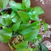 گل و گیاه خانگی