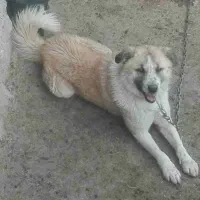 سگ گمشده مژدگانیش ۲ ملیون هست