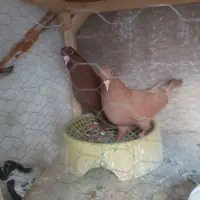 کفتر سرخ زرد دم سفید طوقی راست دم همش ۲۵۰۰