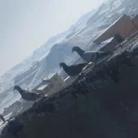 کبوتر شهرستانی پرشی|پرنده|بومهن, |دیوار