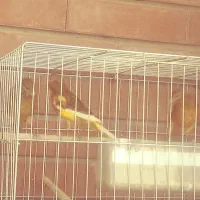 فروش قناری|پرنده|کرمان, |دیوار