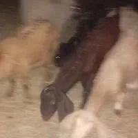 سه تا گیسه فهرج ابستن|حیوانات مزرعه|نگین کویر, |دیوار