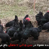 مرغ مرندی
