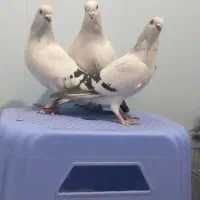 کبوتر شامی|پرنده|آذرشهر, |دیوار