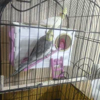 عروس هلندی|پرنده|شیراز, شهرک گلستان|دیوار