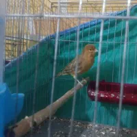 قناری|پرنده|زرند, |دیوار