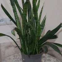 گل پتوس|گل و گیاه طبیعی|سبزوار, جنت|دیوار