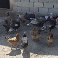 بوقلمون و خروس الاتی