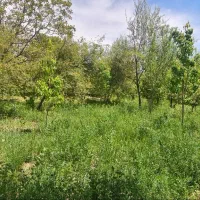 فرصت استثنایی برای خرید باغ|فروش زمین و ملک کلنگی|صوفیان, |دیوار