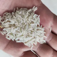 برنج/مجلسی/دانه بلند معطر/اعلا/ارسال
