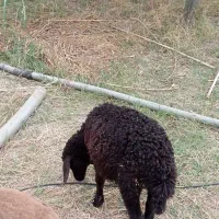 ماده.بره