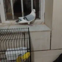 پشتدار پلاکی