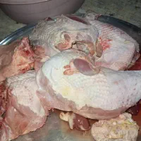 بوقلمون زنده وکشتار روز