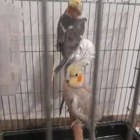 یک جفت عروس هلندی مولد