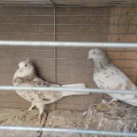 کبوتر|پرنده|قرچک, زیبا شهر|دیوار