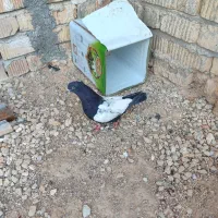 کبوتر سینه|پرنده|شیراز, چشمه سید صفری|دیوار
