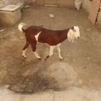کهره ماده لنگ جمل