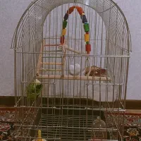 قفس پرنده